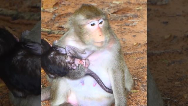 Perfect enough baby monkey Tia! Smart, brave, talent and challenging. смотреть онлайн