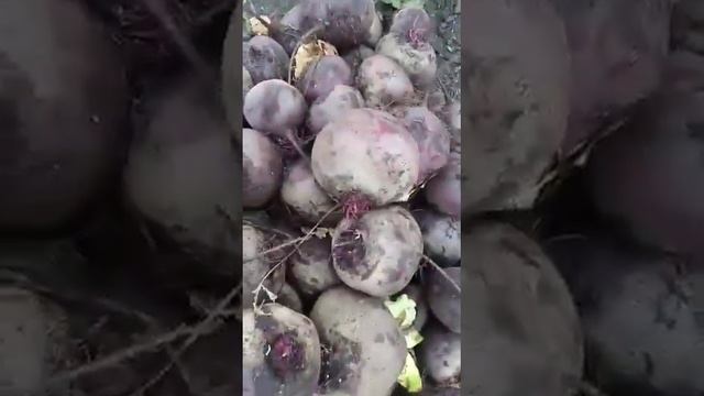 Свекла оптом Тула смотреть онлайн