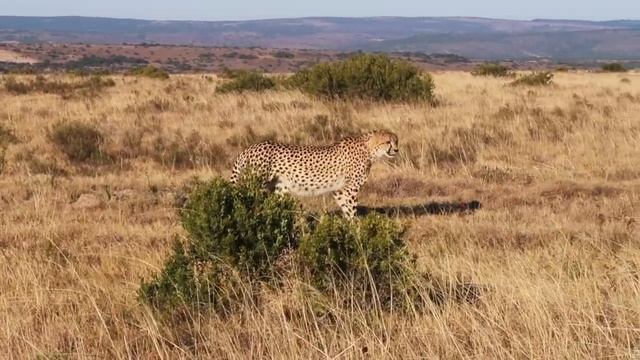 South African Safari | Shamwari | Once in a Lifetime Experience смотреть онлайн