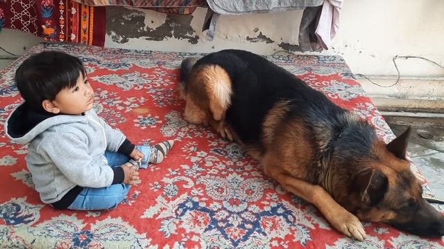 my son brave he touch jack home pet смотреть онлайн