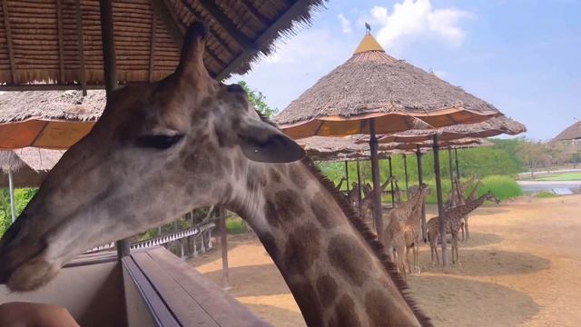 Bangkok lo zoo || Bangkok safari world || prince nag || Bangkok vlogs смотреть онлайн