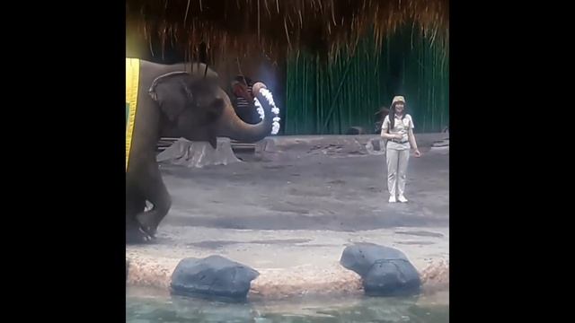 Elephant Show di Bali Safari & Marine Park смотреть онлайн