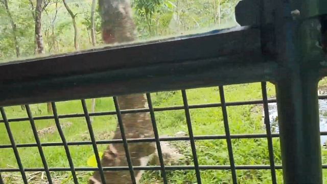 CEBU SAFARI ADVENTURE PARK part1 the white lion смотреть онлайн