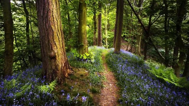 Bach - Air on the G String смотреть онлайн