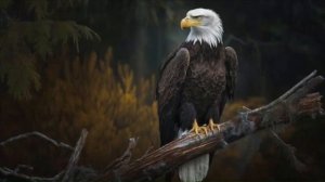 ОБЕРНУСЬ ОРЛОМ…ТАЙНА ЧАРОДЕЕВ…ДЛЯ ВСЕХ…