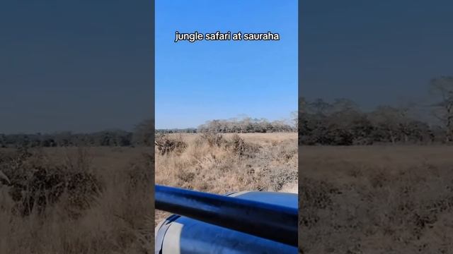 Chitwan Rastriya Nikunja jungle safari short video.🕊️🐦🐅🐂 смотреть онлайн