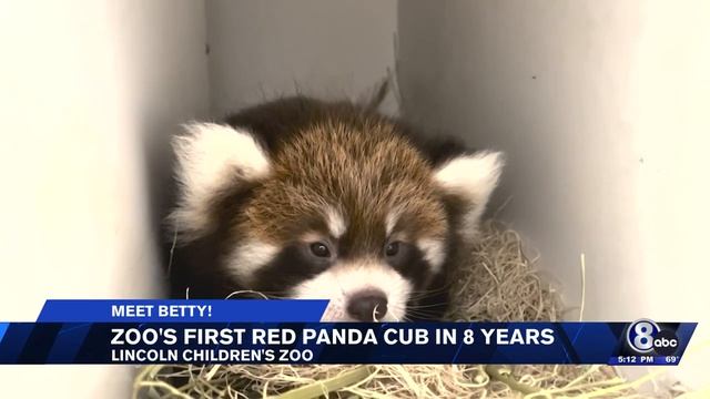 Meet Betty: Lincoln Children's Zoo sees first red panda cub birth in 8 years смотреть онлайн