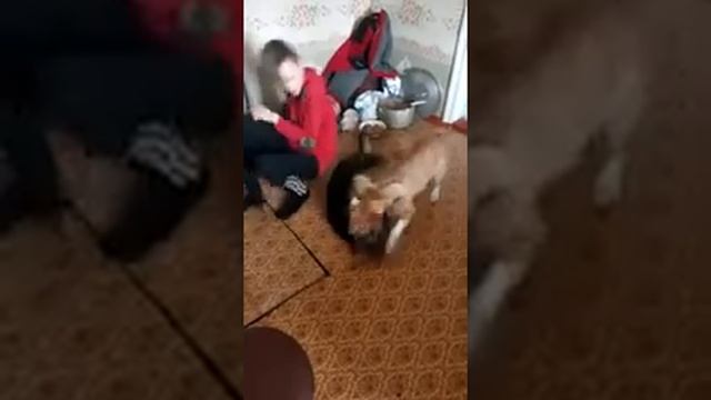 наши собаки Лора и Мухтар на летней кухне смотреть онлайн