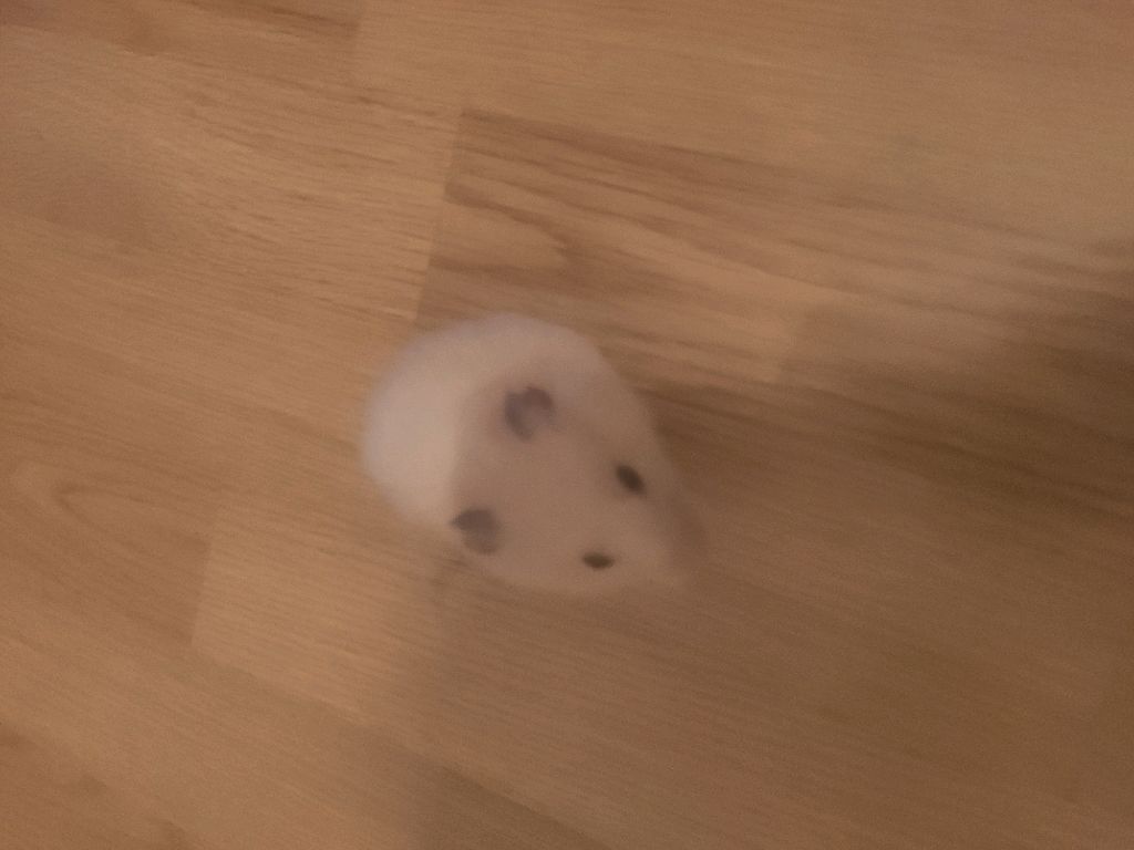 хомяк плюс шарик смотреть онлайн