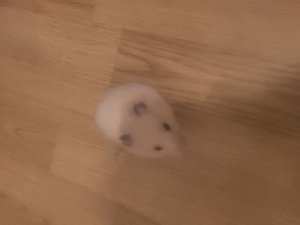 хомяк плюс шарик