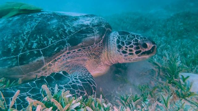 Red Sea Scuba Diving Safari 2020 Whale Shark 4K UHD ||| Safari nurkowe Egipt Rekin Wielorybi смотреть онлайн