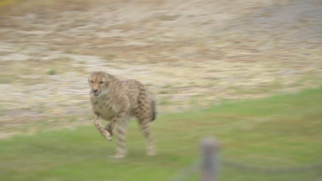 Sun Up Cheetah Run at the San Diego Zoo Safari Park (Slow Motion HDR) смотреть онлайн