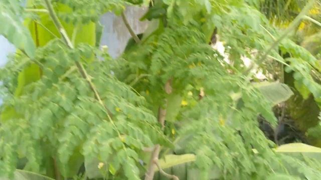 The Indigenous Way Of Growing Moringa 🌱| Successful growth and high yield every time 👨🌾 смотреть онлайн