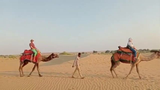 Camel safari 🐫 in jaisalmer |sam desert | jeep safari | sand dunes | #jaisalmerdiaries #camelsafari смотреть онлайн
