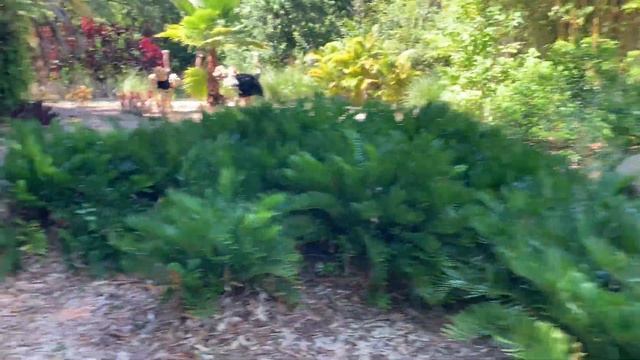 Bruno First Time Ever to Legoland Florida | Bruno becomes a Safari guide | learning to drive a boat смотреть онлайн