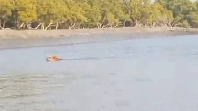 Tiger Jumps In Water / Tiger Swimming / Brave Viral Tiger