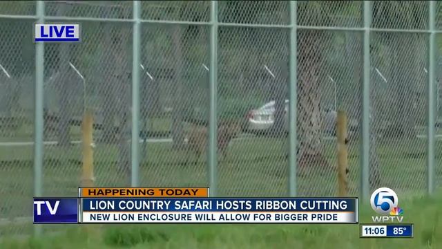 Lion Country Safari opens new lion enclosure смотреть онлайн