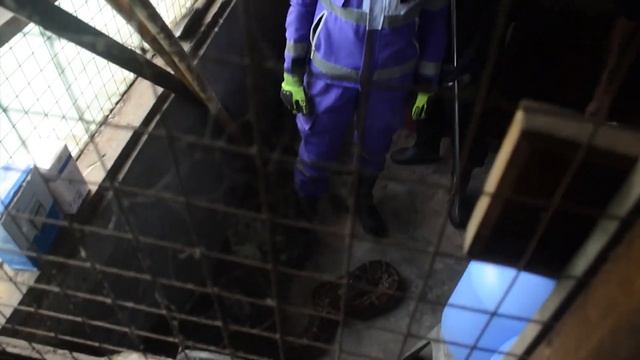 Brave Female Snake Wrangler Catches Pythons смотреть онлайн