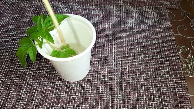 Мои томаты дали корни смотреть онлайн