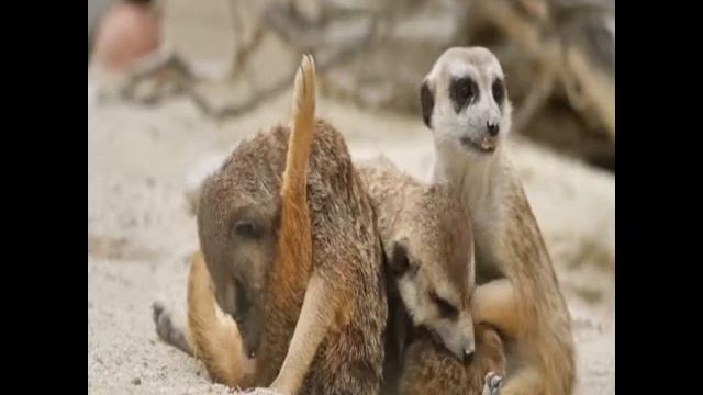 No Copyright Footage*Safari*Wildlife*Nature*Copyright Free*Background*No Audio*Loop смотреть онлайн