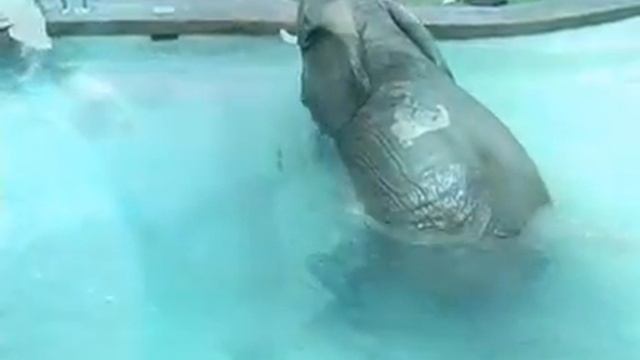 Bubbles the Elephant in Her New Pool | Myrtle Beach Safari смотреть онлайн