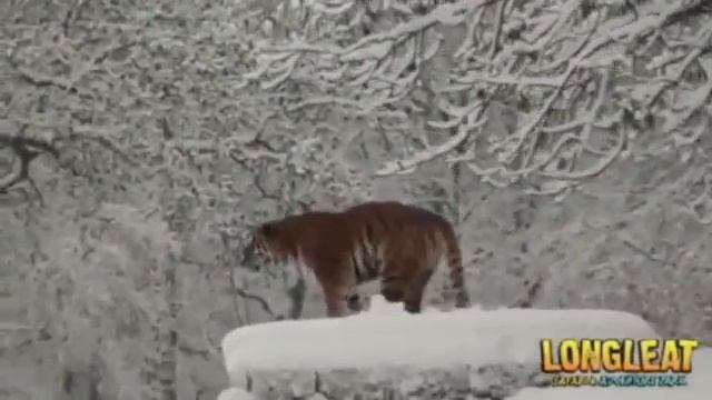 Tigers play with snowmen at Longleat safari park смотреть онлайн