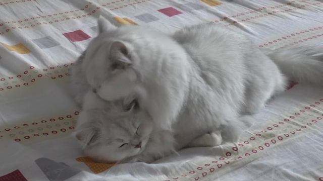 Мишка с Тусей смотреть онлайн