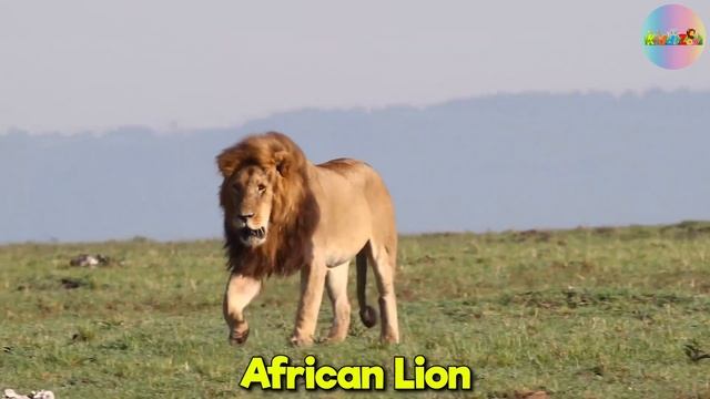 SOUTH AFRICAN ANIMALS NAMES AND SOUNDS смотреть онлайн