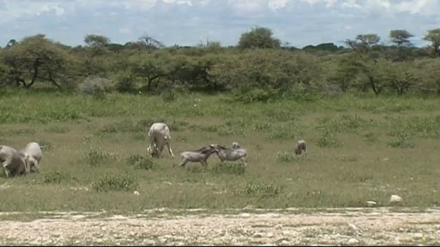 Safari 2006 [Etosha - Waterberg / Namibia] смотреть онлайн
