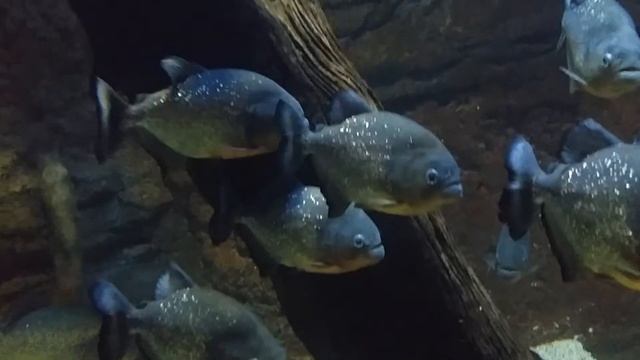 Пираньи в River Safari Singapore 17 февраля 2014 смотреть онлайн