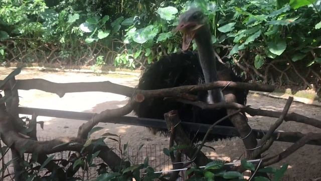 Shenzhen Zoo смотреть онлайн