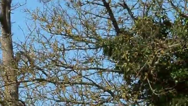 Les Siamangs du Cerza Safari Lodge смотреть онлайн
