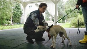 Догтренинг 649. Уиппет - особенности воспитания. Индивидуальная консультация