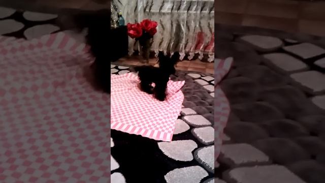 Филя после ванны 😍😘😘 смотреть онлайн