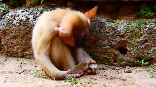Cute Rex Very Brave While Play Bite Sok Nearly by His Mom, What Happen on Sok Like This смотреть онлайн