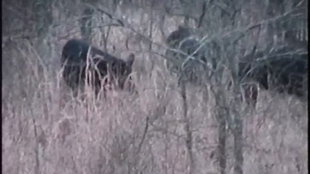 T11 Bow Safari Hunt 2 смотреть онлайн