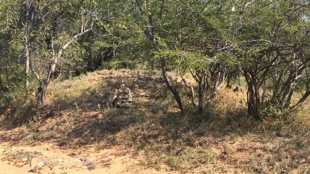 South Africa, Wait a Little Safaris смотреть онлайн