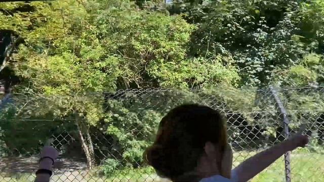 Port Lympne Zoo tour with Safari Truck ride смотреть онлайн