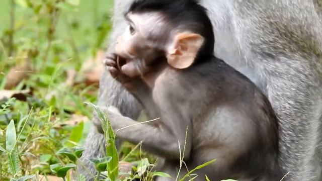 Brave Monkey Tarzana Is Very Cute Try to do like Mom. MV 0076 Wild Monkey смотреть онлайн