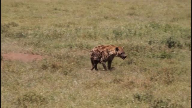 Tansania Africa, Serengeti Safari, Sansibar National Parks & Big Migration смотреть онлайн