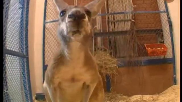 Safari-show смотреть онлайн