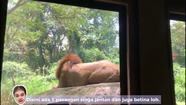 Menjelajah Bali Safari bareng Gek Prani, Nindy, dan Misaki смотреть онлайн