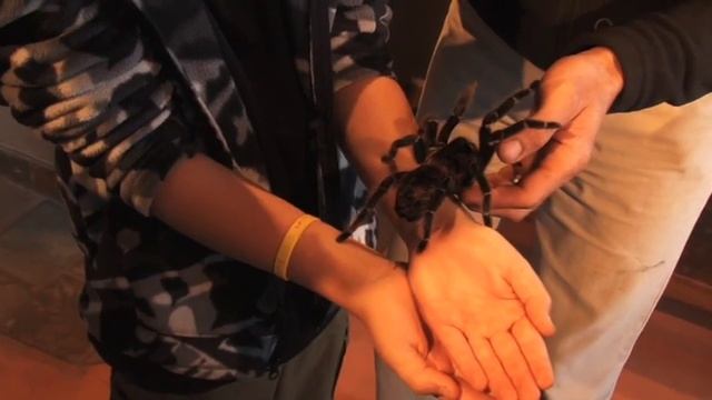 South Africa Safari Guide // Full Episode Soweto Madikwe смотреть онлайн