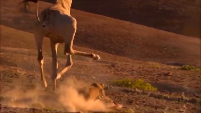BRAVE Zebra fights with lions to save her children | Wild life | Beast смотреть онлайн