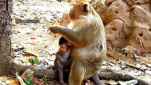Wow Wow!! How brave baby Bronx jump off flying from tree&fail on ground pretty hurt смотреть онлайн