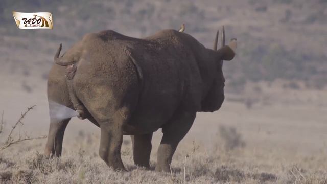 African Big Five, the Animal you Don't Want to Miss on your Safari. смотреть онлайн