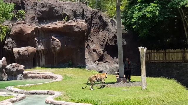Tiger Show @ Bali Safari & Marine Park | Harimau Show | Bali Safari смотреть онлайн