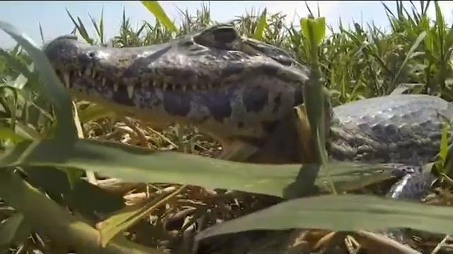 Jaguars and the Wildlife of the Pantanal Photo Tour 17 смотреть онлайн