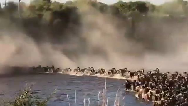 Great Wildebeest Migration, Mara River Crossing смотреть онлайн