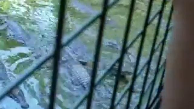 subic safari 2007 смотреть онлайн